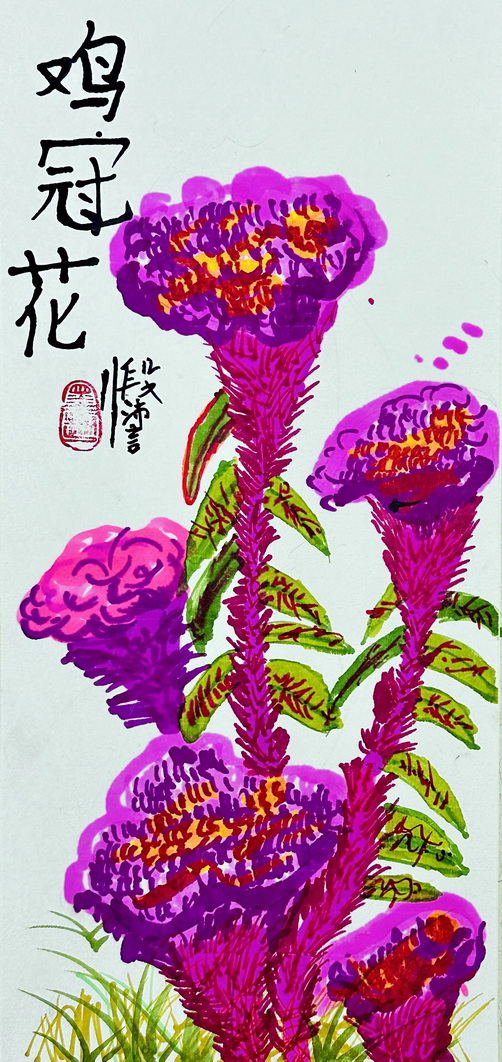 鸡冠花写生