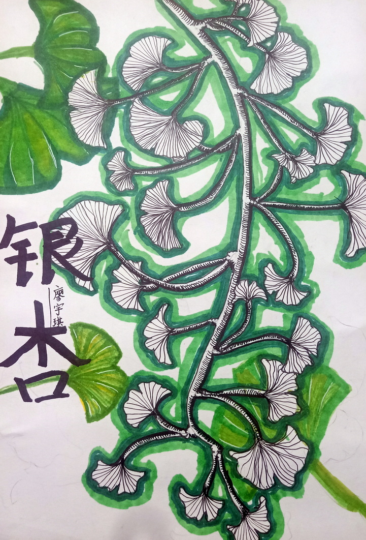 银杏写生